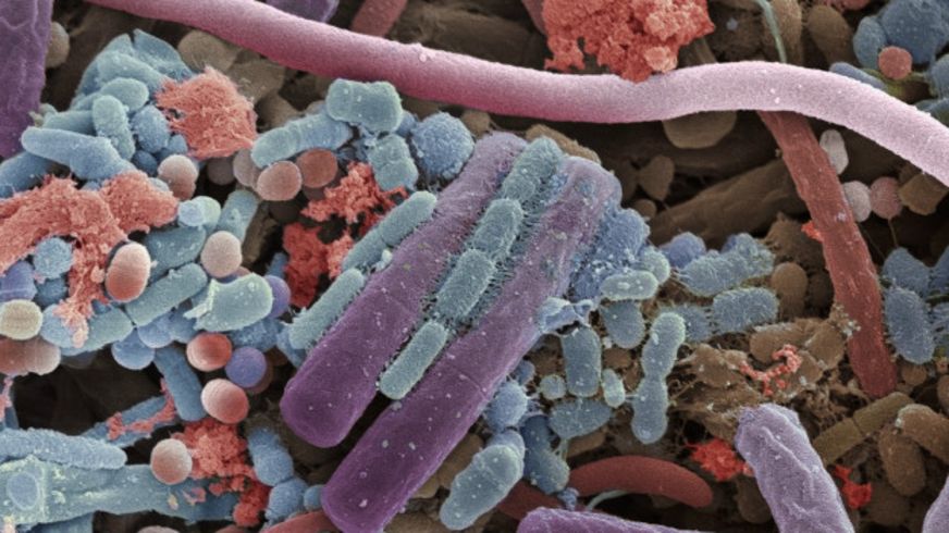 Imagen 1: microbiÃ³tica oral