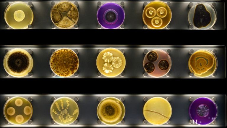 Imagen 2: 10 microbios por clula