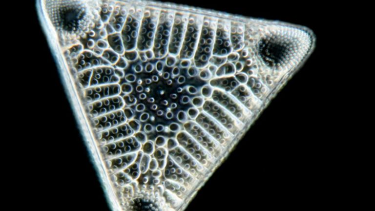 Imagen 5: Las diatomeas, algas unicelulares.
